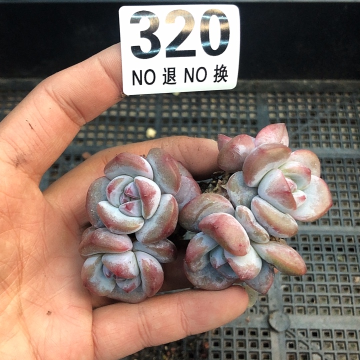 星影石榴籽福利出咯 320