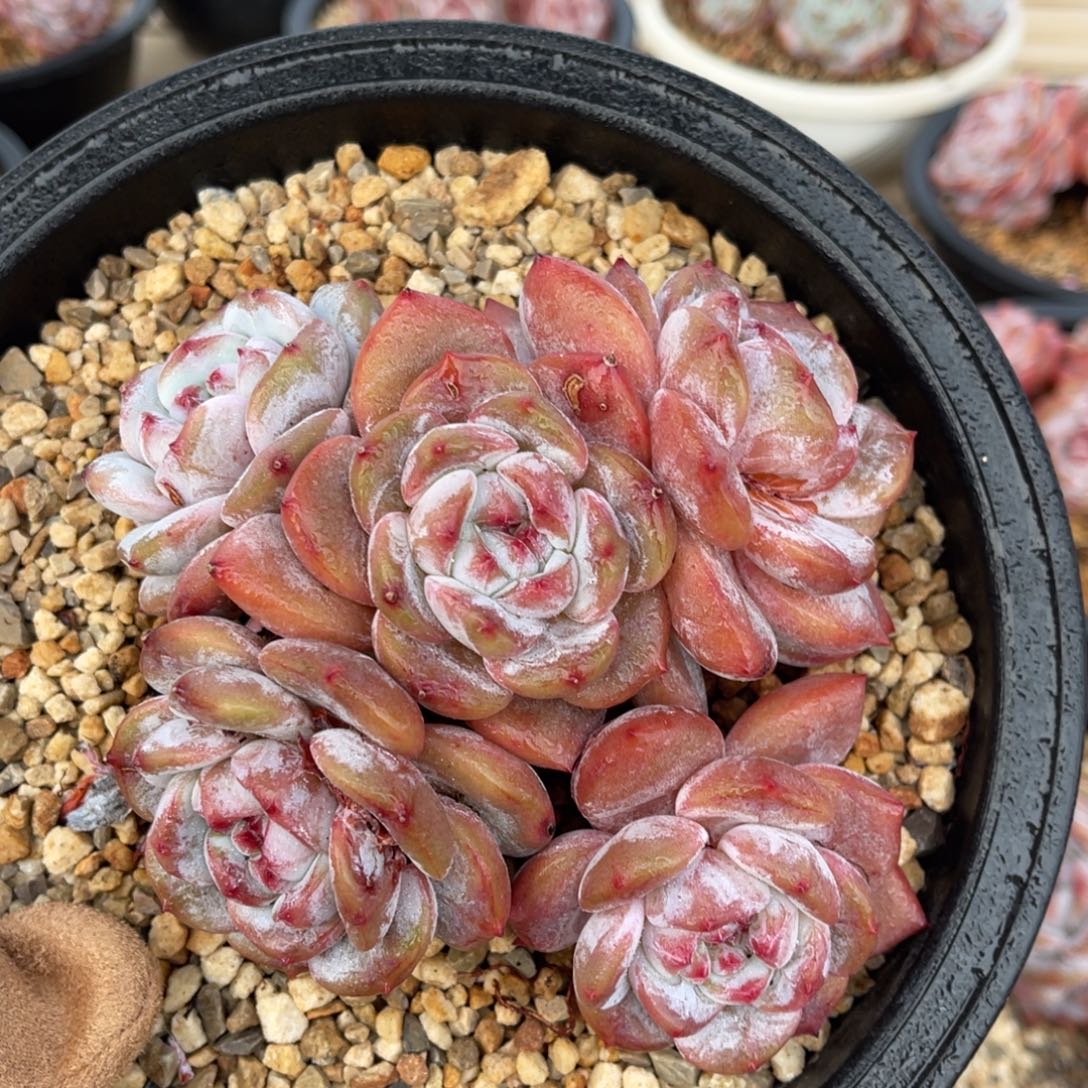 一物一拍不支持退换