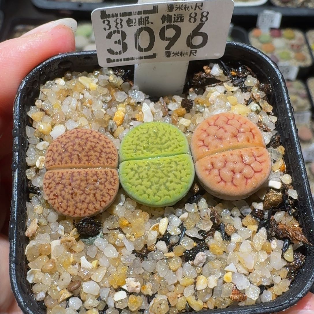 绝绝绝子生石花3096