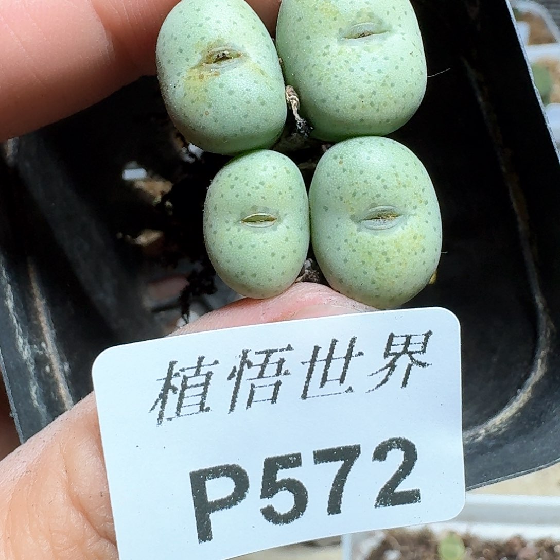 572盒多肉植物哇c gb n