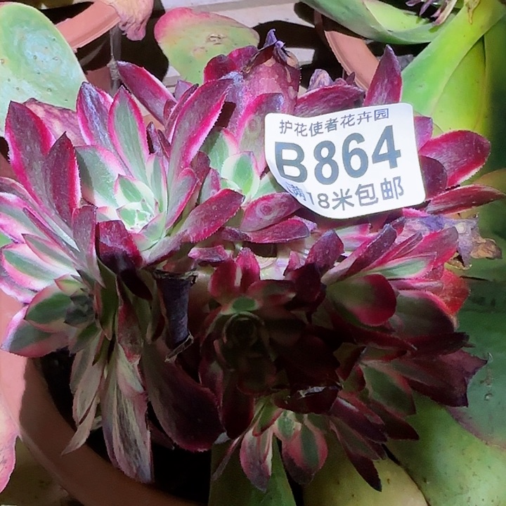 多肉法师淘宝福利