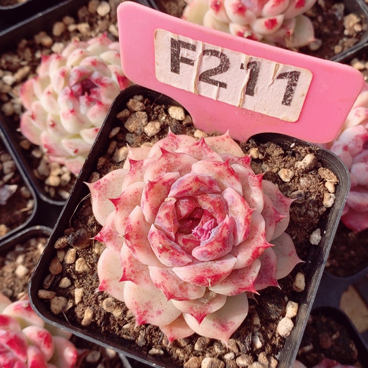 紫霞仙子6cm多肉植物