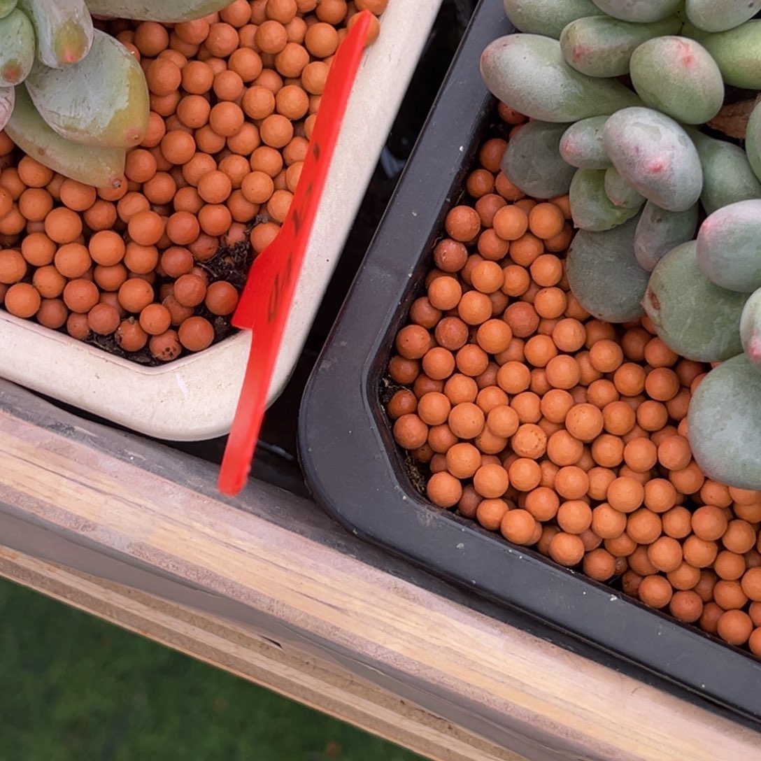 *****小姐姐的多肉植物群生多肉充值