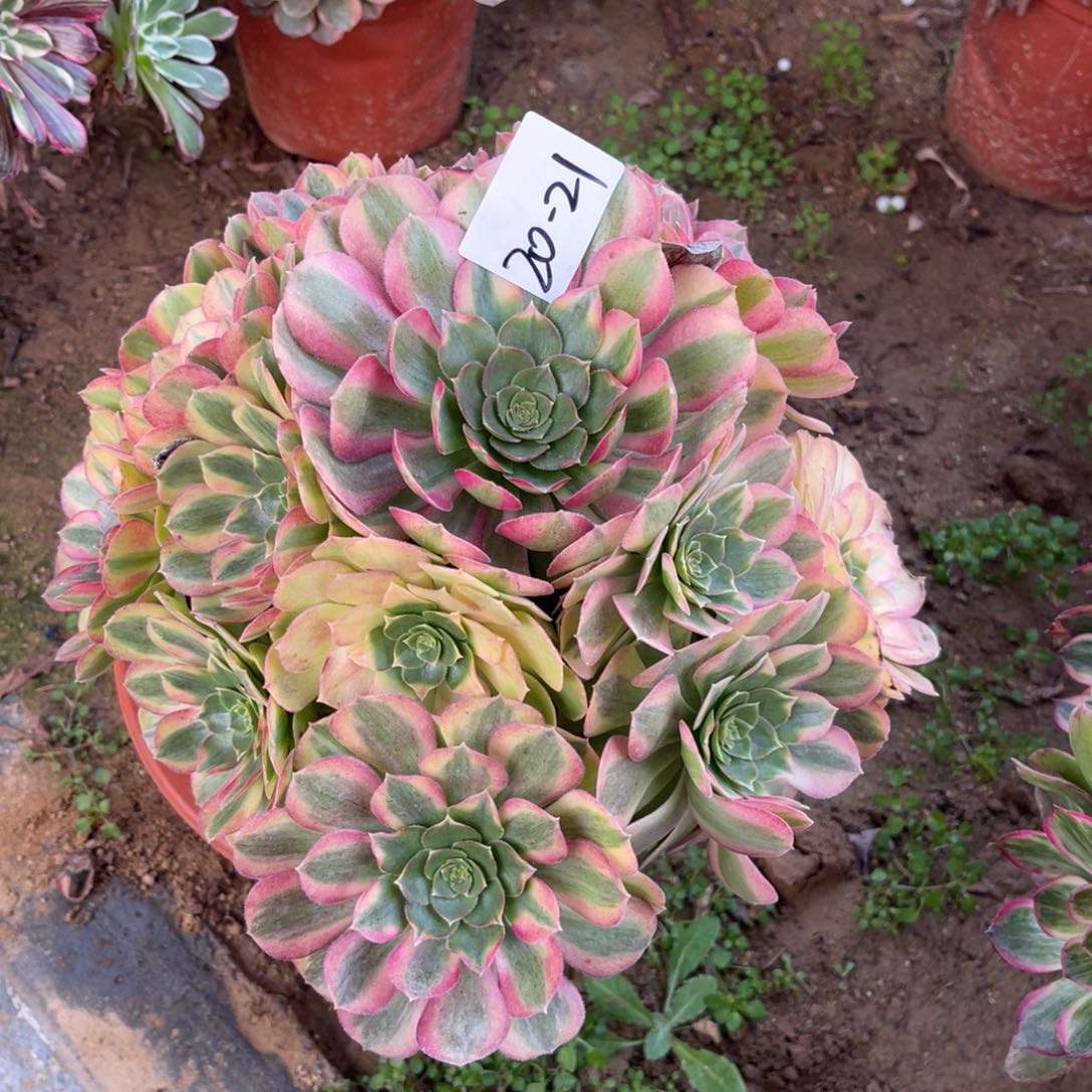 20-21雨荷手捧多肉