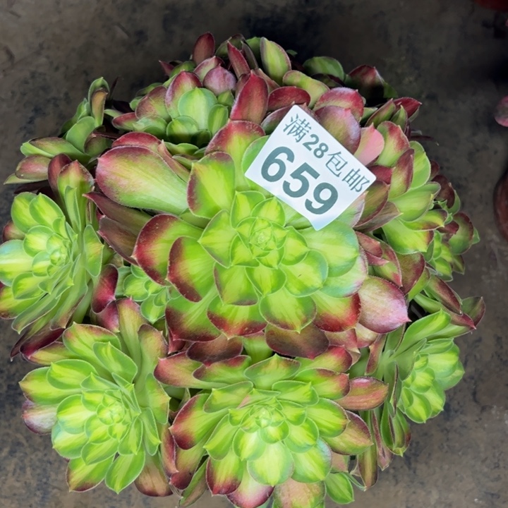 659韶华多肉植物