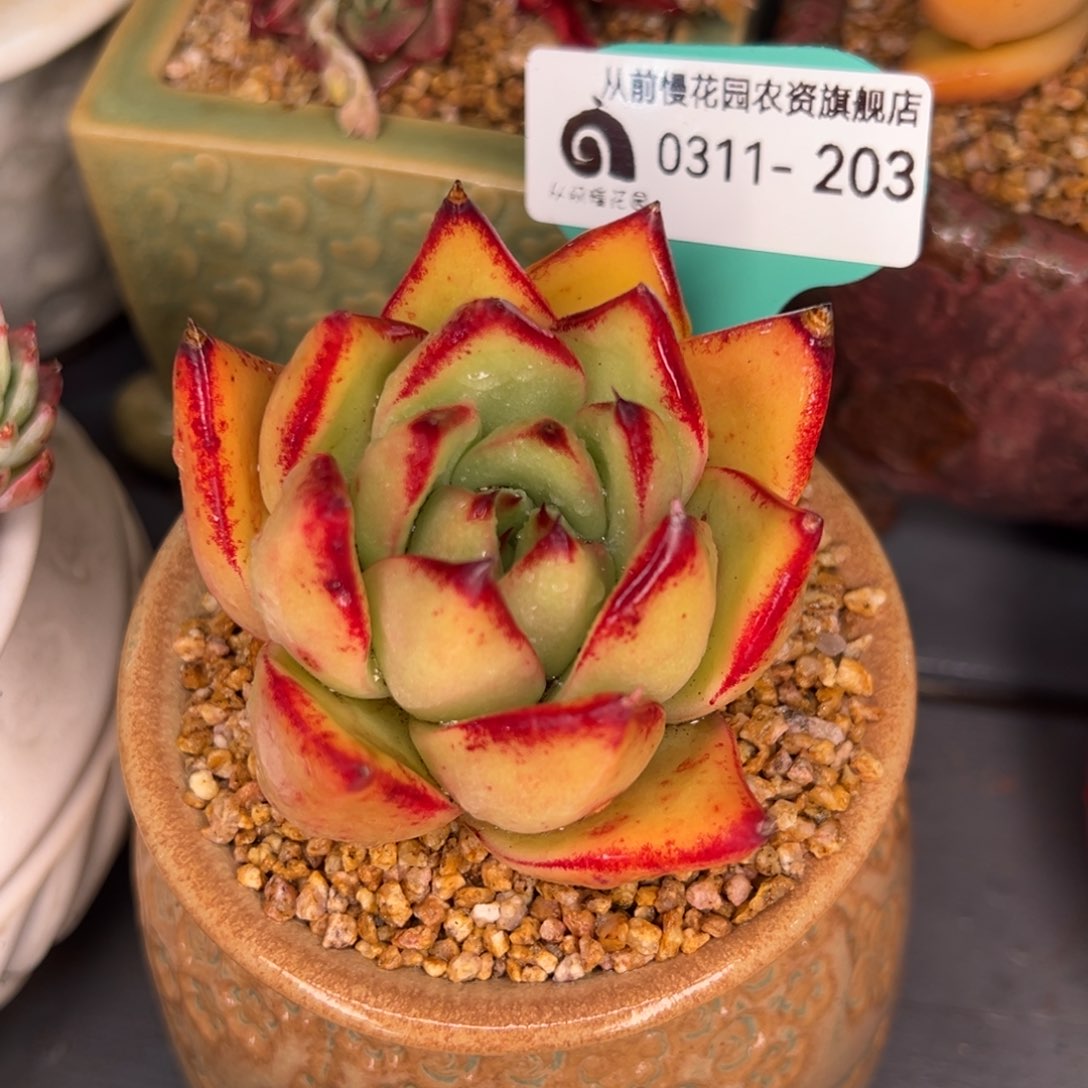 从前慢多肉精选编号0311.203
