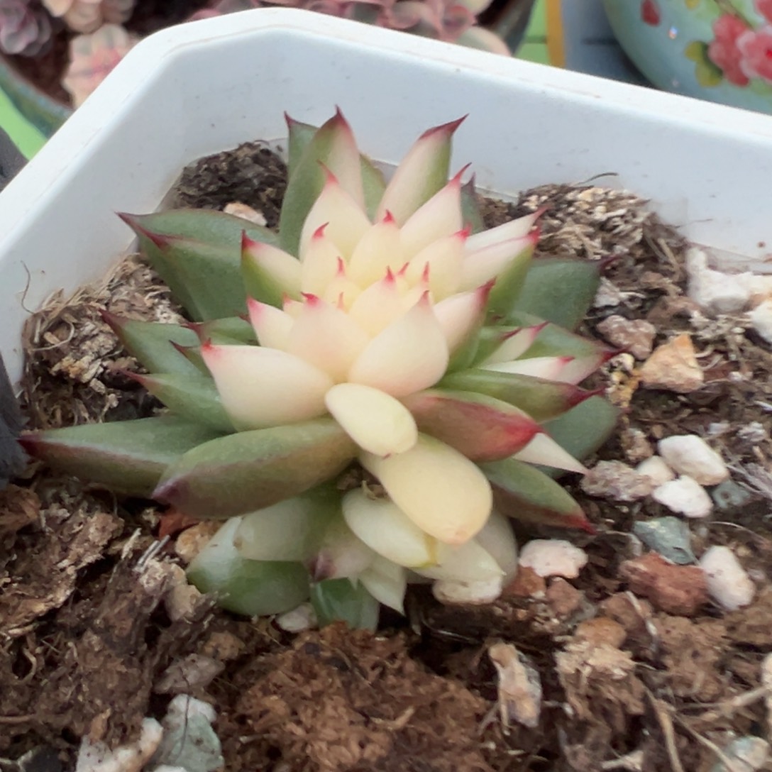 东云锦缀化，多肉植物