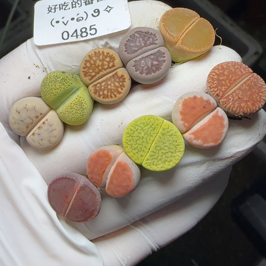 0485。默认脱土。18包邮。偏远88包邮