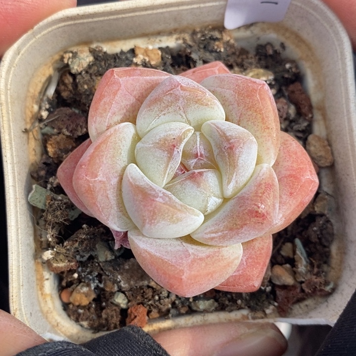 1207-589，冰玉多肉