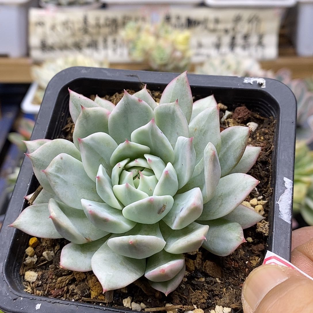 01182tp 锦多肉植物