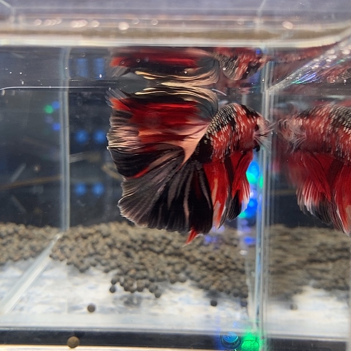 斗鱼黑146号巨斗半月