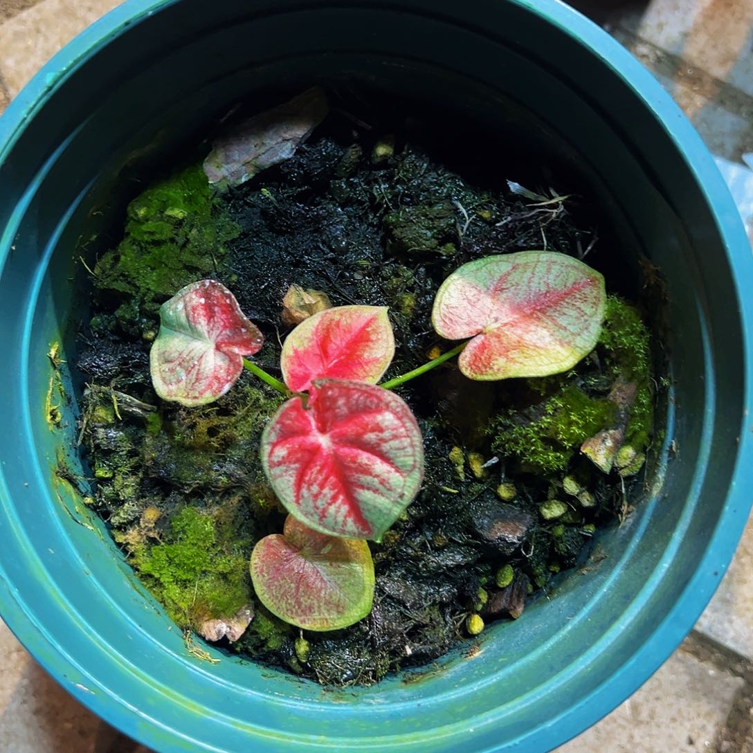 A***u完全开放8644泰彩