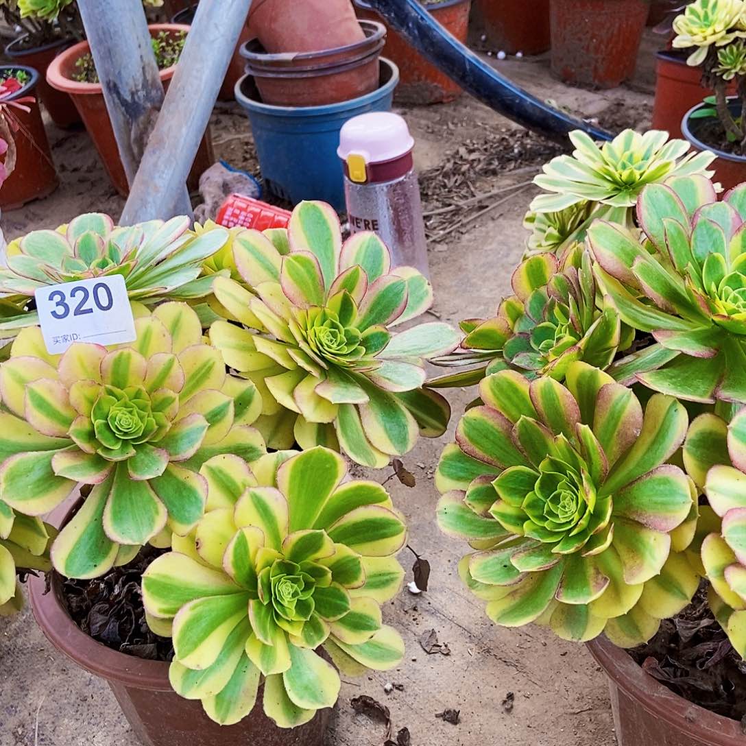 善***意奶白锦320000000000