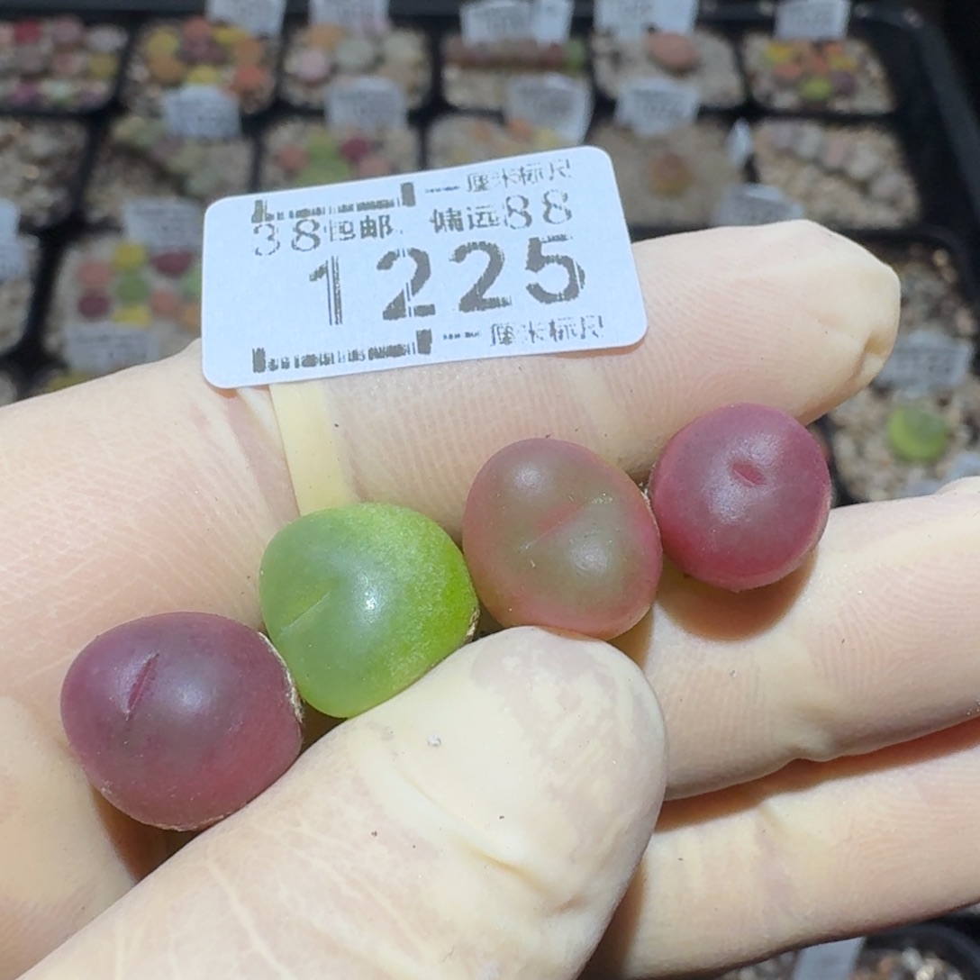 zzz美货便宜啦1225