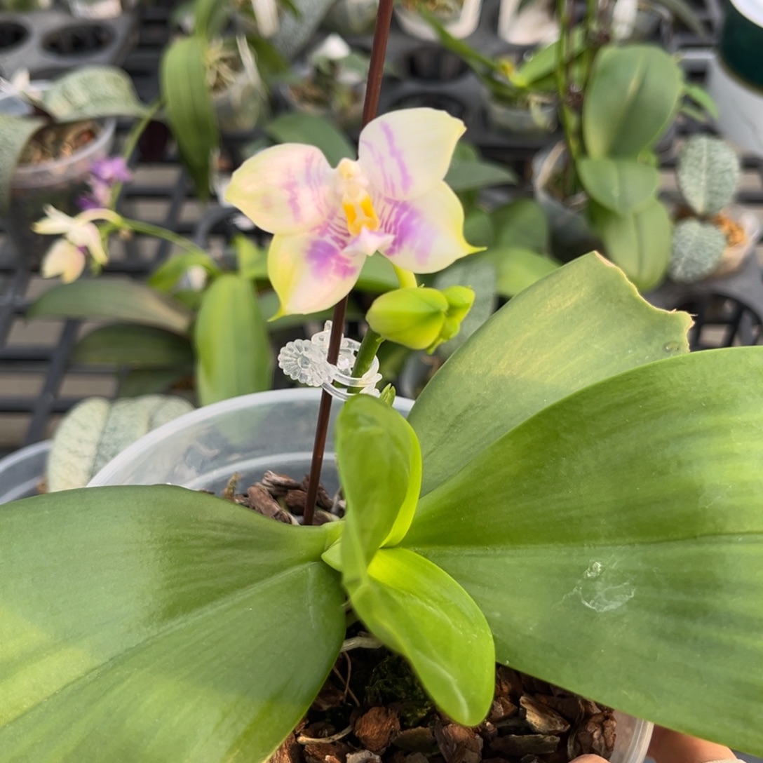 完全开放4寸弥陀紫龙方阵（有叶损）