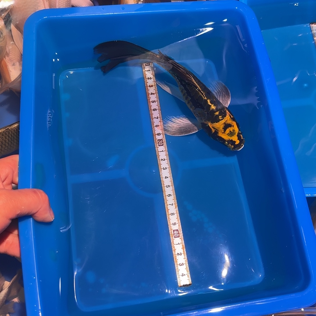 蝴蝶鲤鱼精品蝴蝶鲤