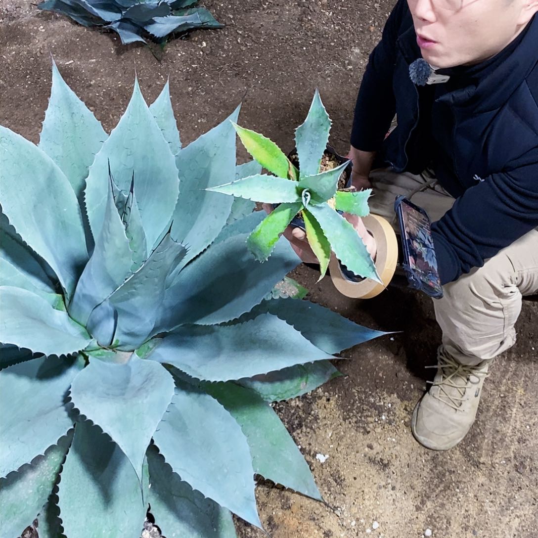 鲸鱼舌冠幅15厘米左右