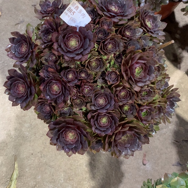 085，万圣节变异多肉植物特价