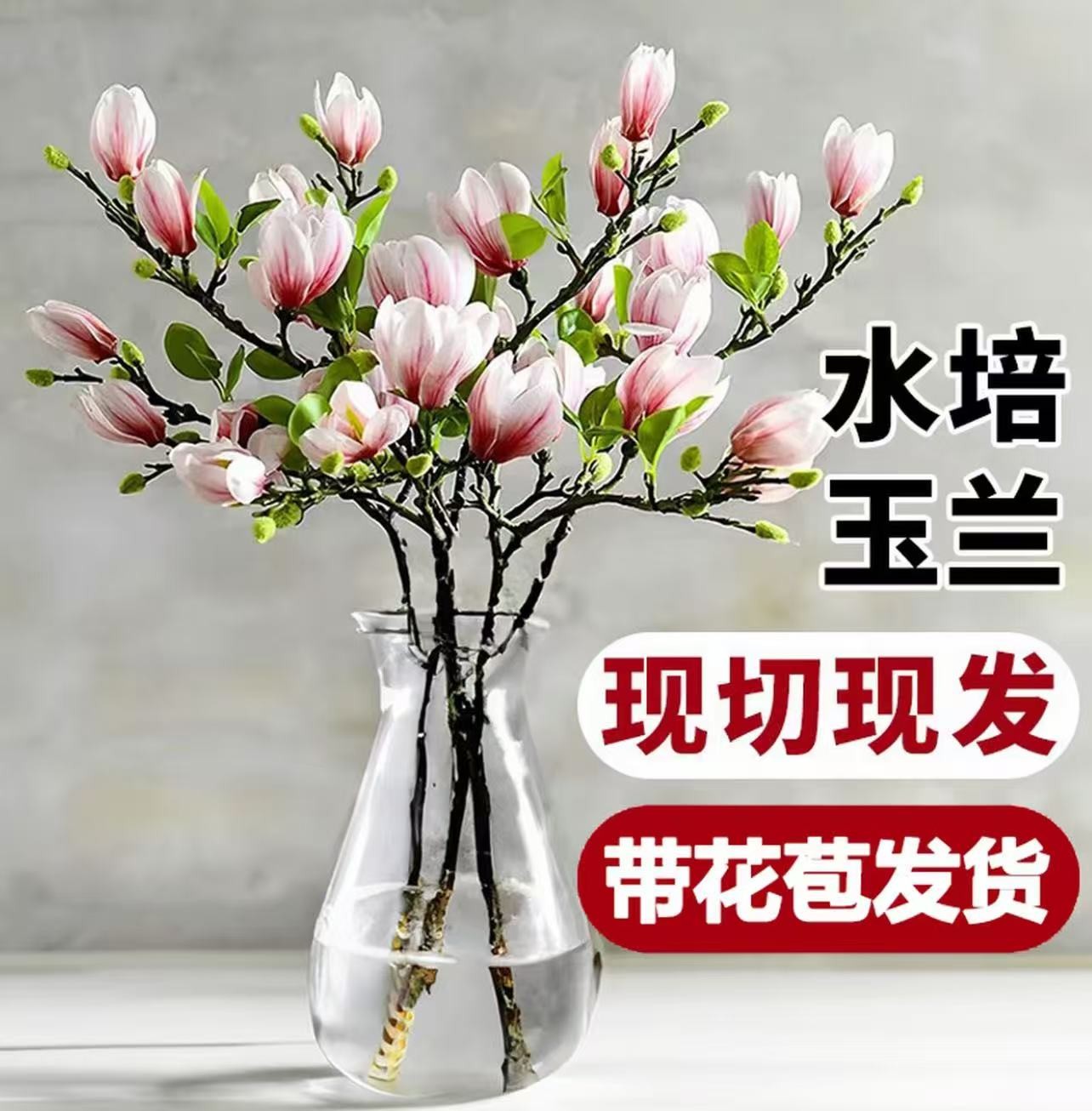 【遇水开花】鲜枝水培玉兰带花苞室内外耐寒浓香花卉绿植懒人好养活