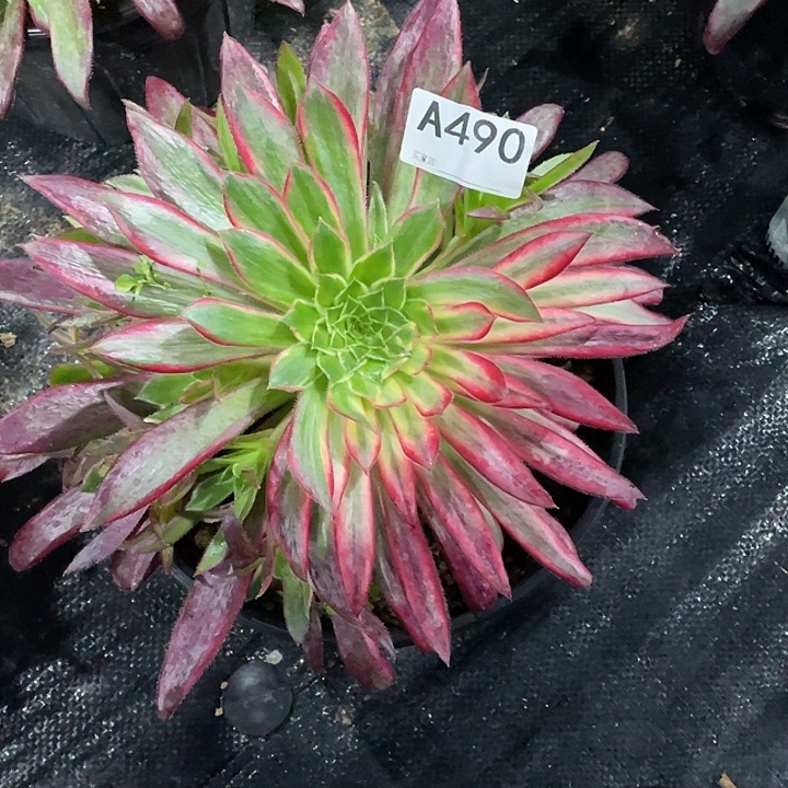 晚*孔雀锦多肉法师。 490