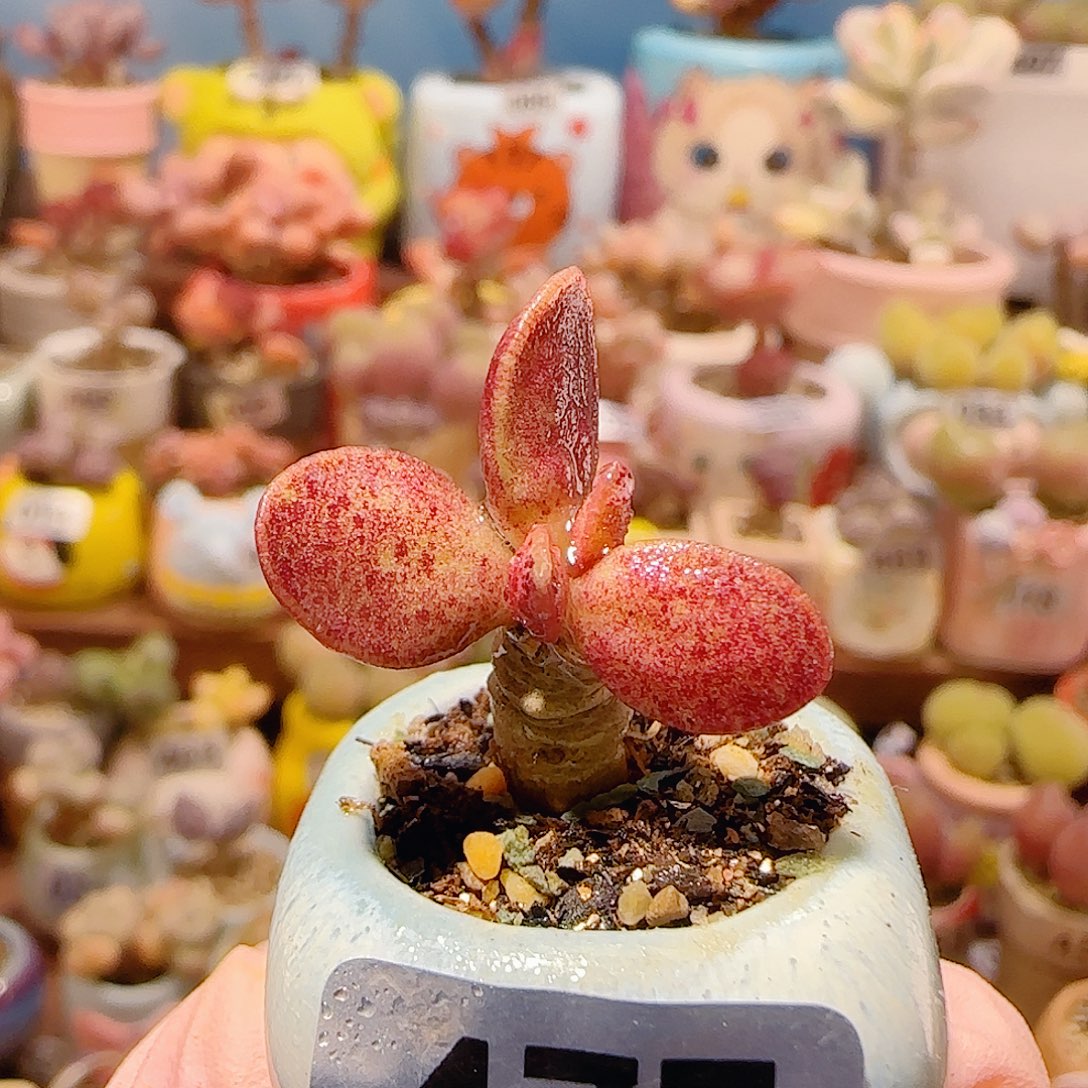 T可爱特白紫盆口2cm