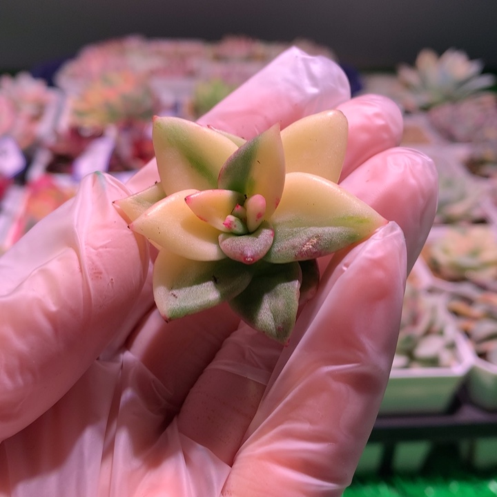 东云杂，锦哥多肉