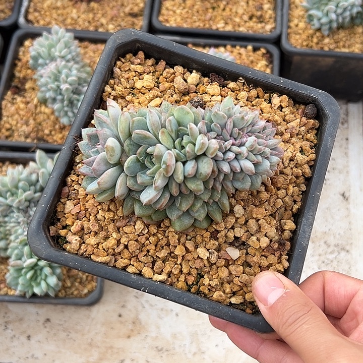 黑曼巴群生缀化多肉