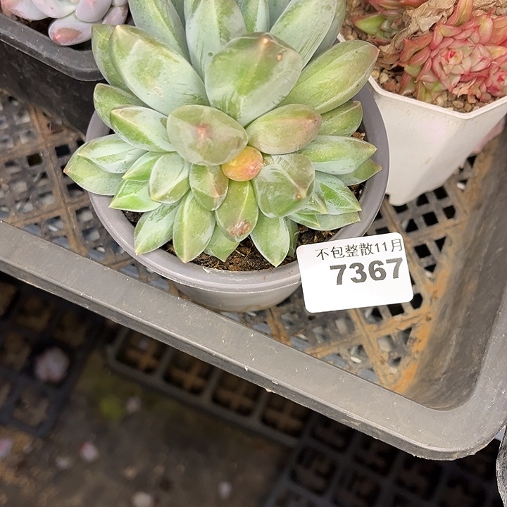 阿雅园艺。           7367重楼