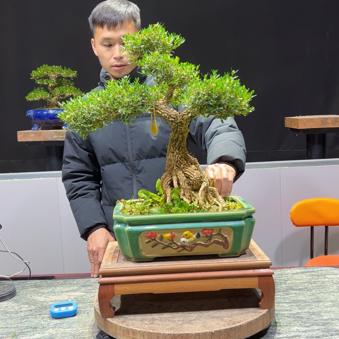 黄杨盆景老桩四季长青