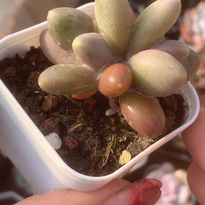 芒果双。一物一拍。（满9.99包邮不满9.99发叶子）