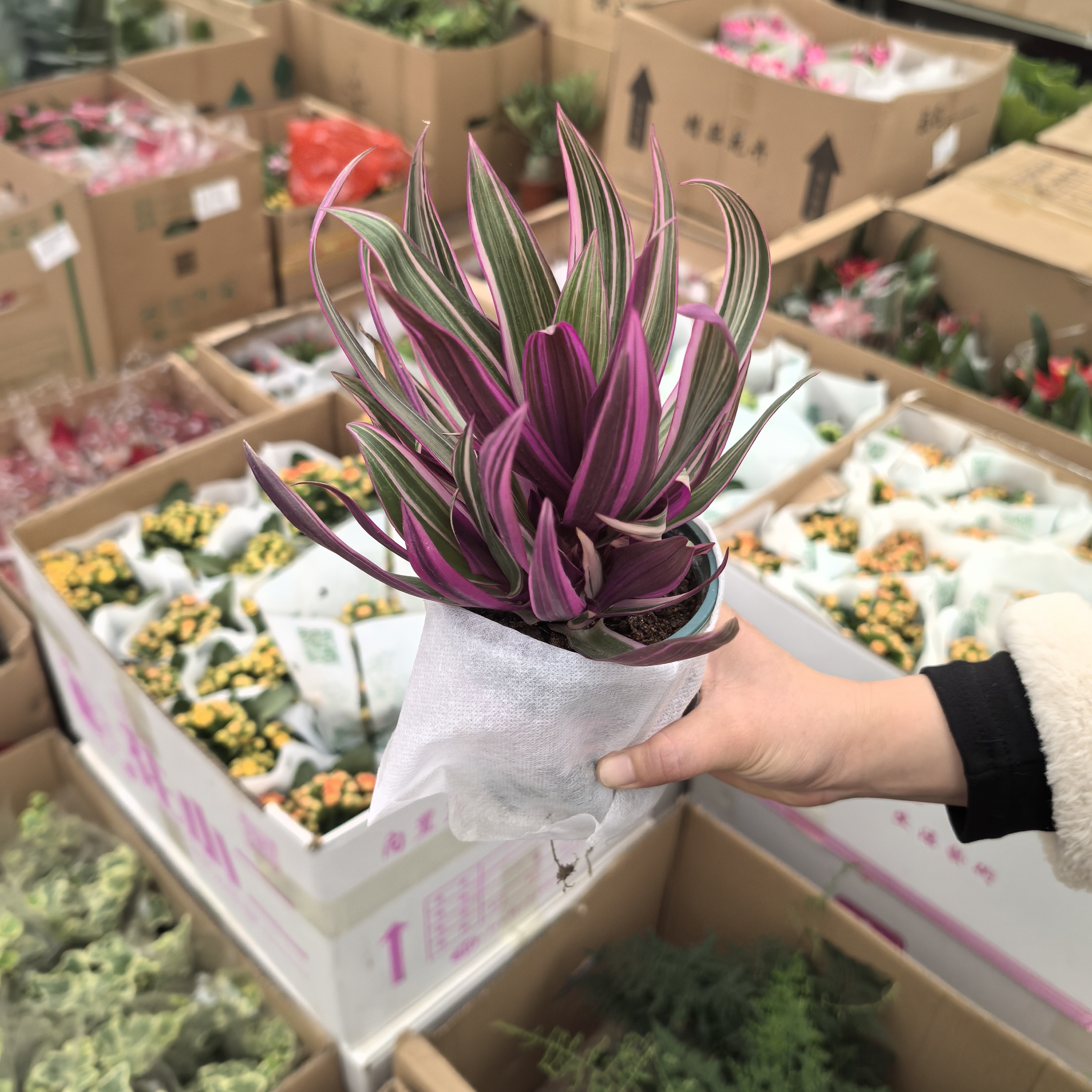 紫露兰盆栽 可水培植物办公室客厅好养绿植室内净化空气吸甲醛