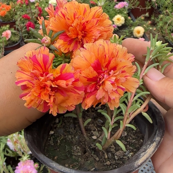 无花朵量拍阳光超小苗盆口10cm