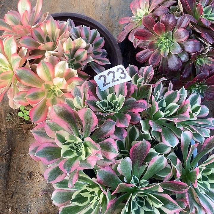 杨*姐三科多肉特价不包断223多肉不包断