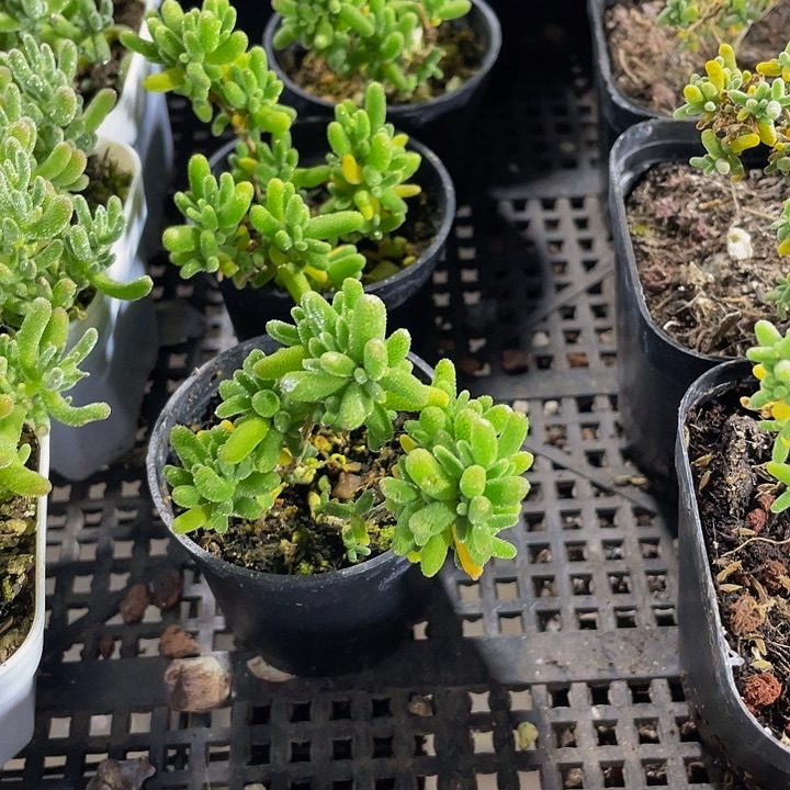 糖球2.8带盆土发货