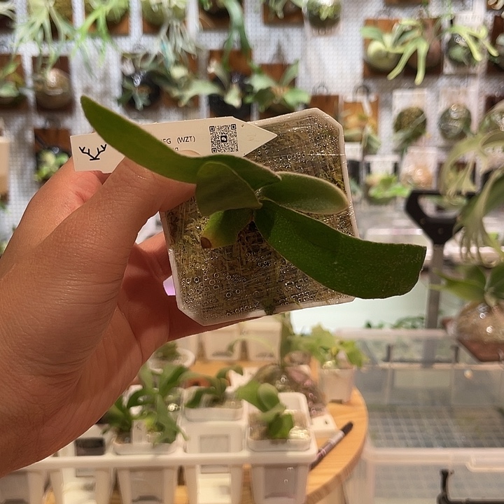 无花朵Wzt澳银hfg孢子苗