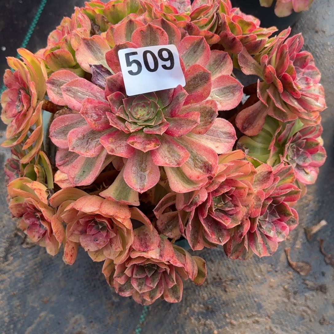 老庄雨河多肉植物509