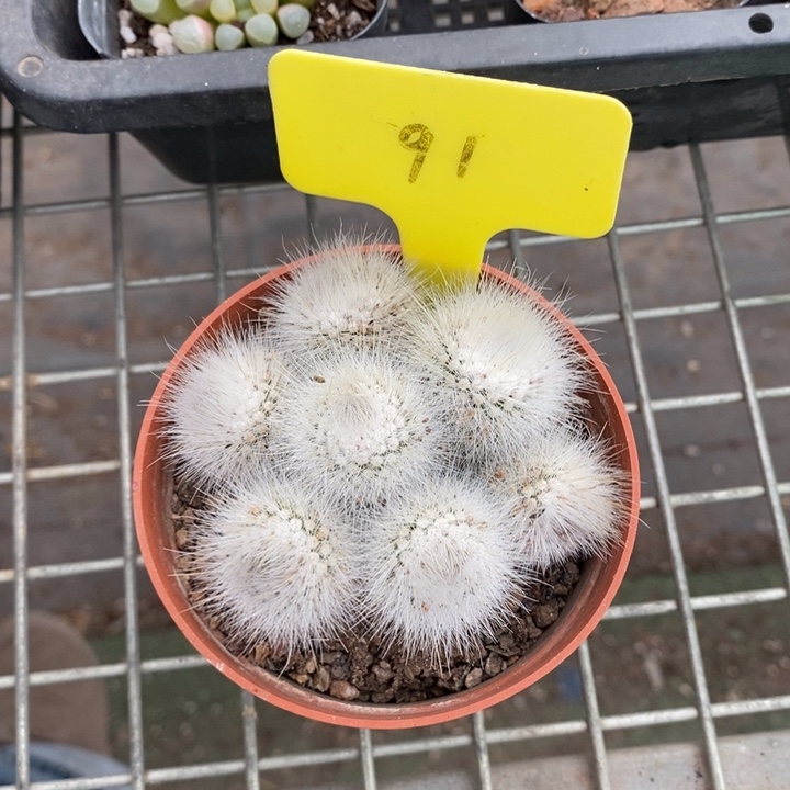 伯克利和格蕾纳等著名音乐