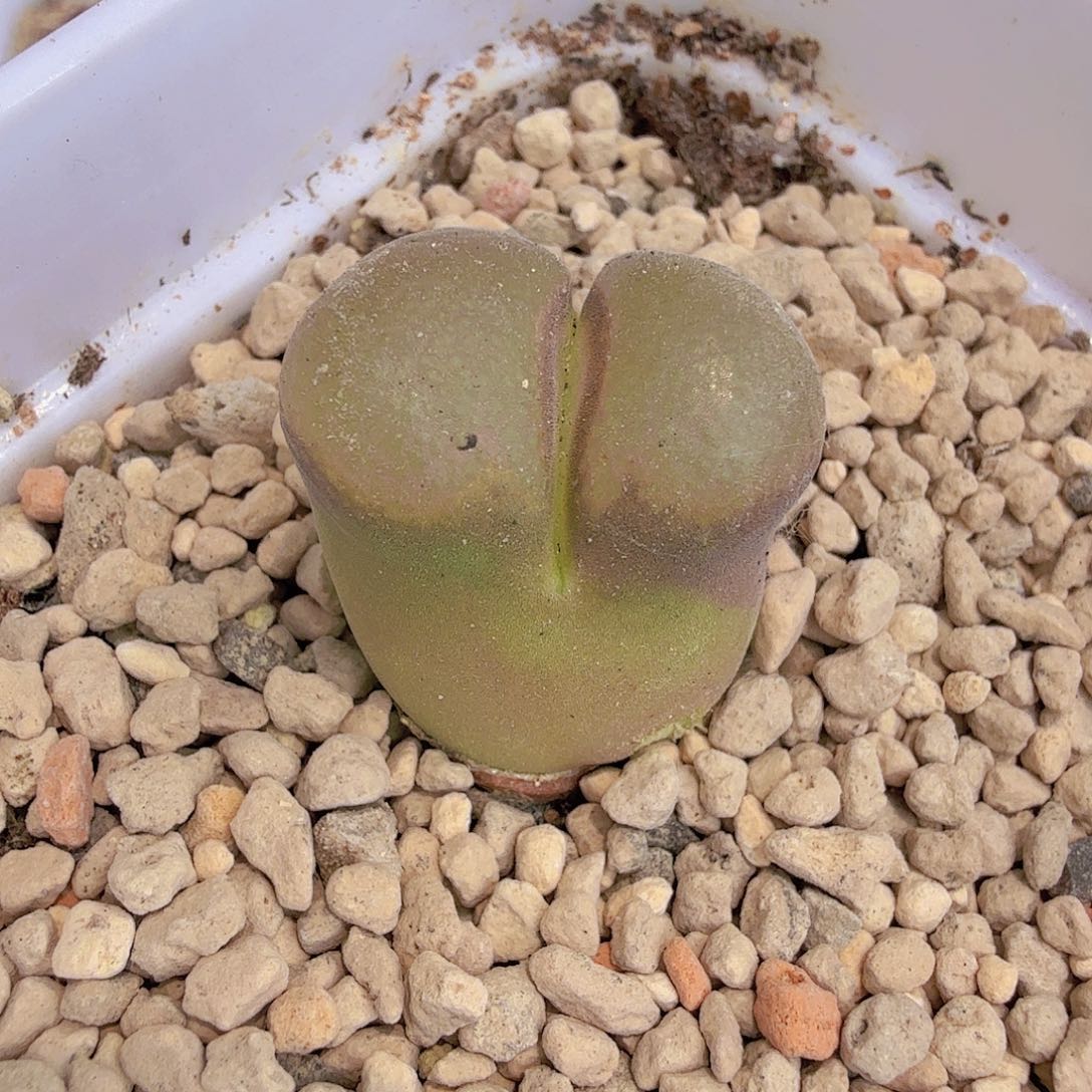 _****_福利风铃5-25-q17