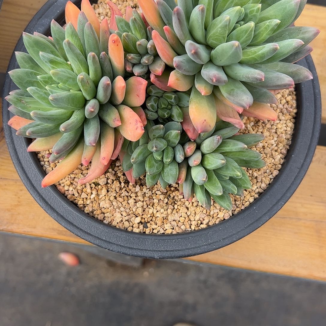 19赫尔摩斯 多肉。      