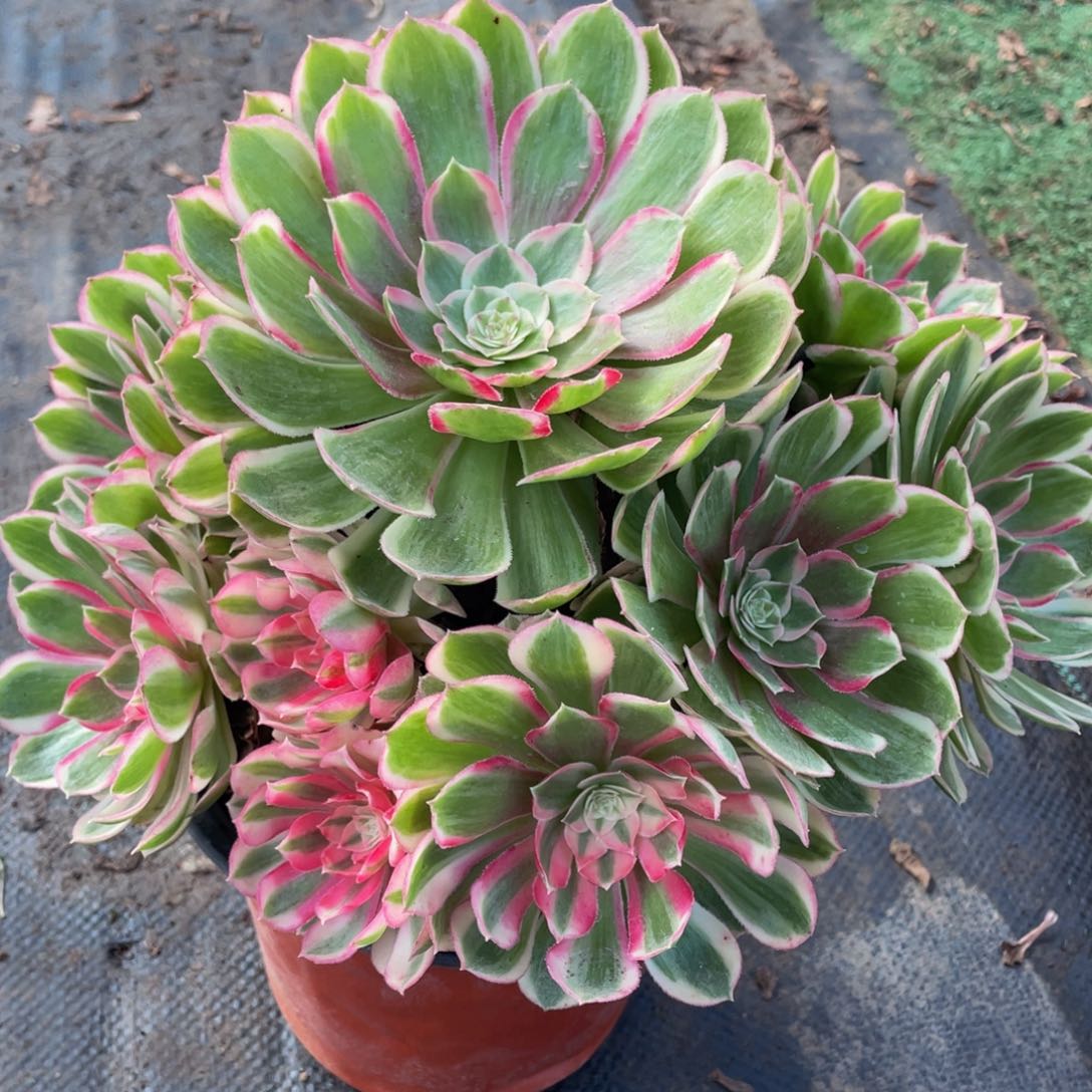 987孔雀翎精品法师老桩