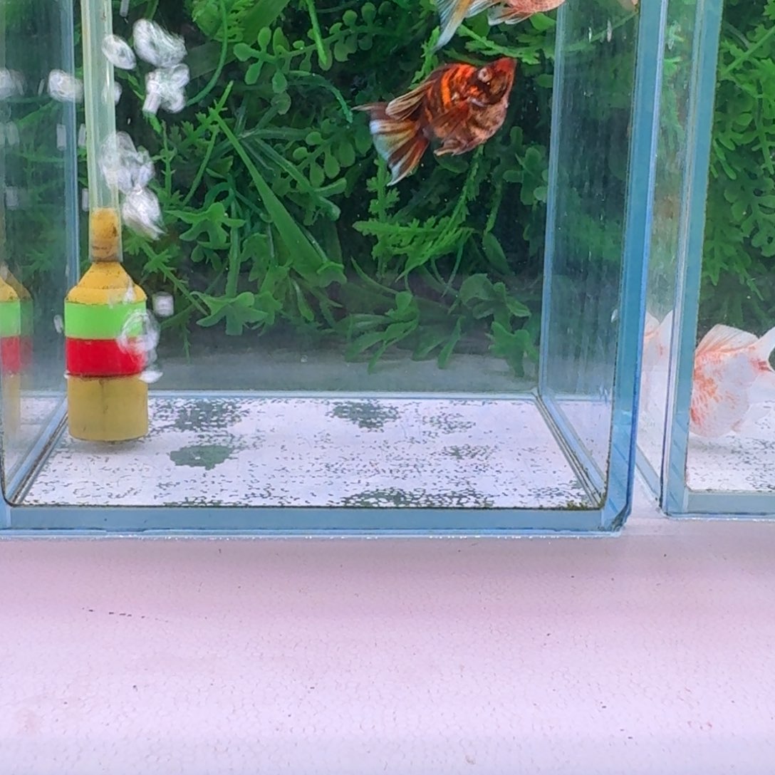 黑玛丽鱼967号玛丽2条
