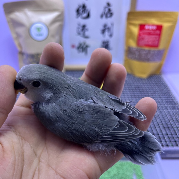 精品墨银母L35105-桃面鹦鹉