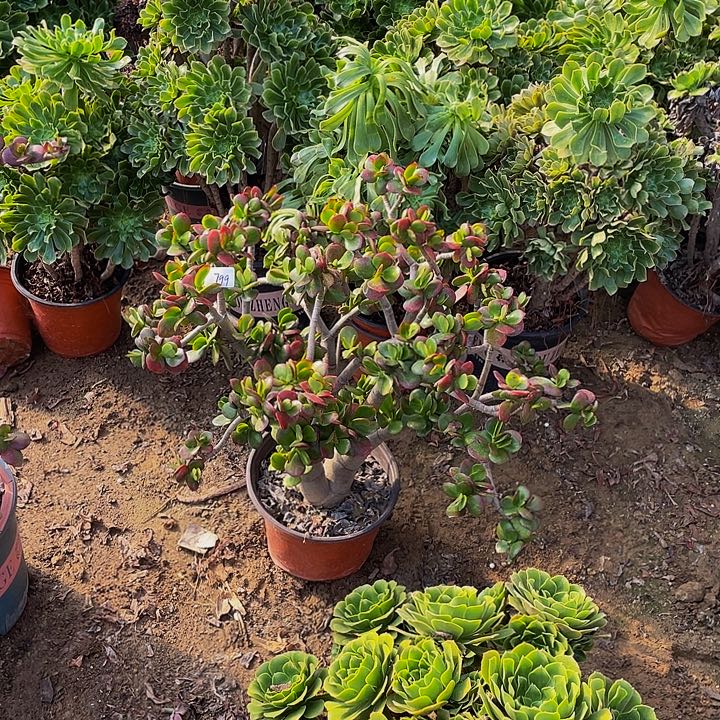 只***赵老桩000000000 799号