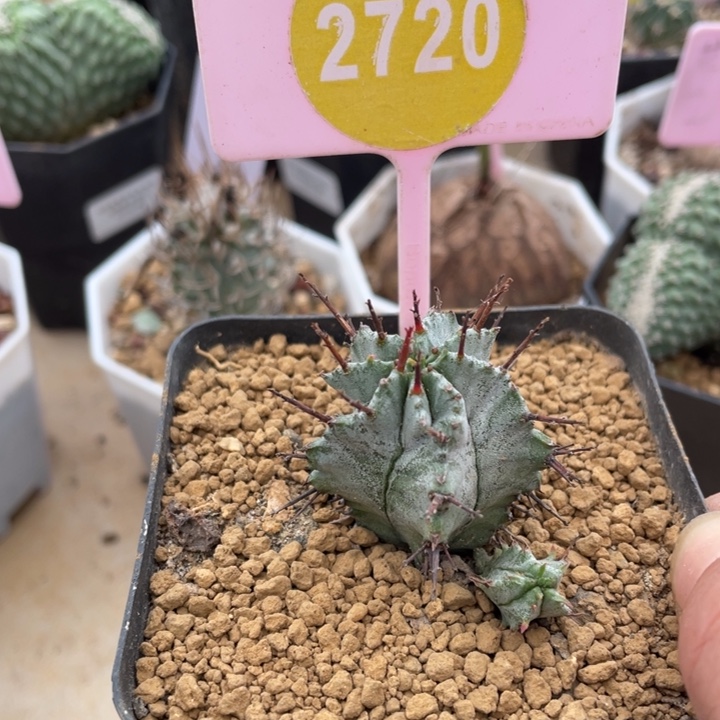 ．****白衣魁伟玉27202720