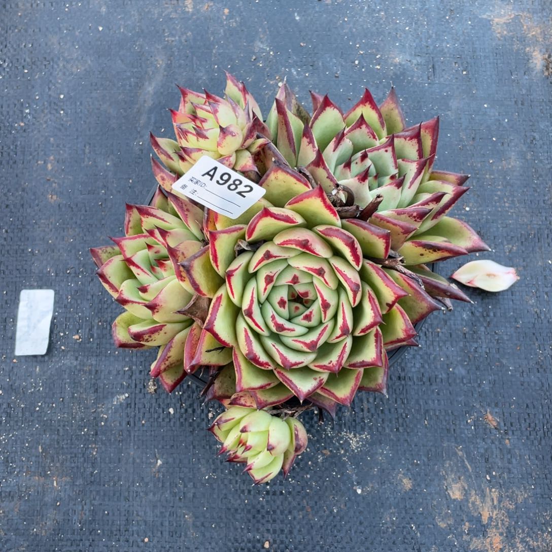 若如东云单拍A982