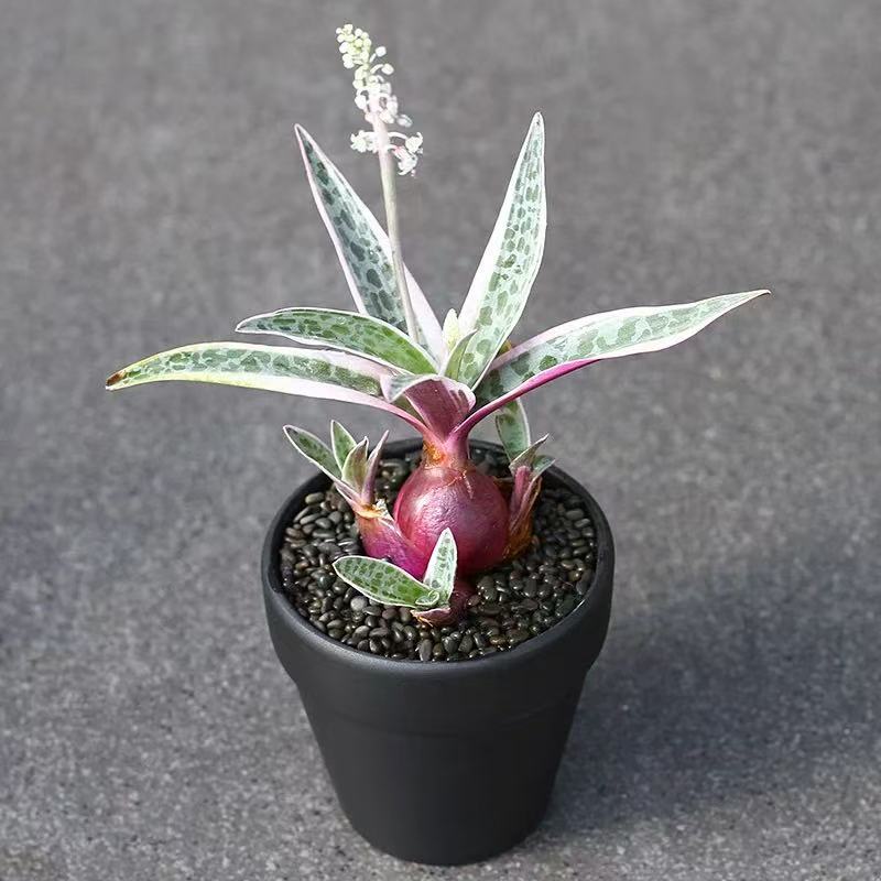 （满18包邮）油点百合 块根类多肉植物 带育苗盆发货