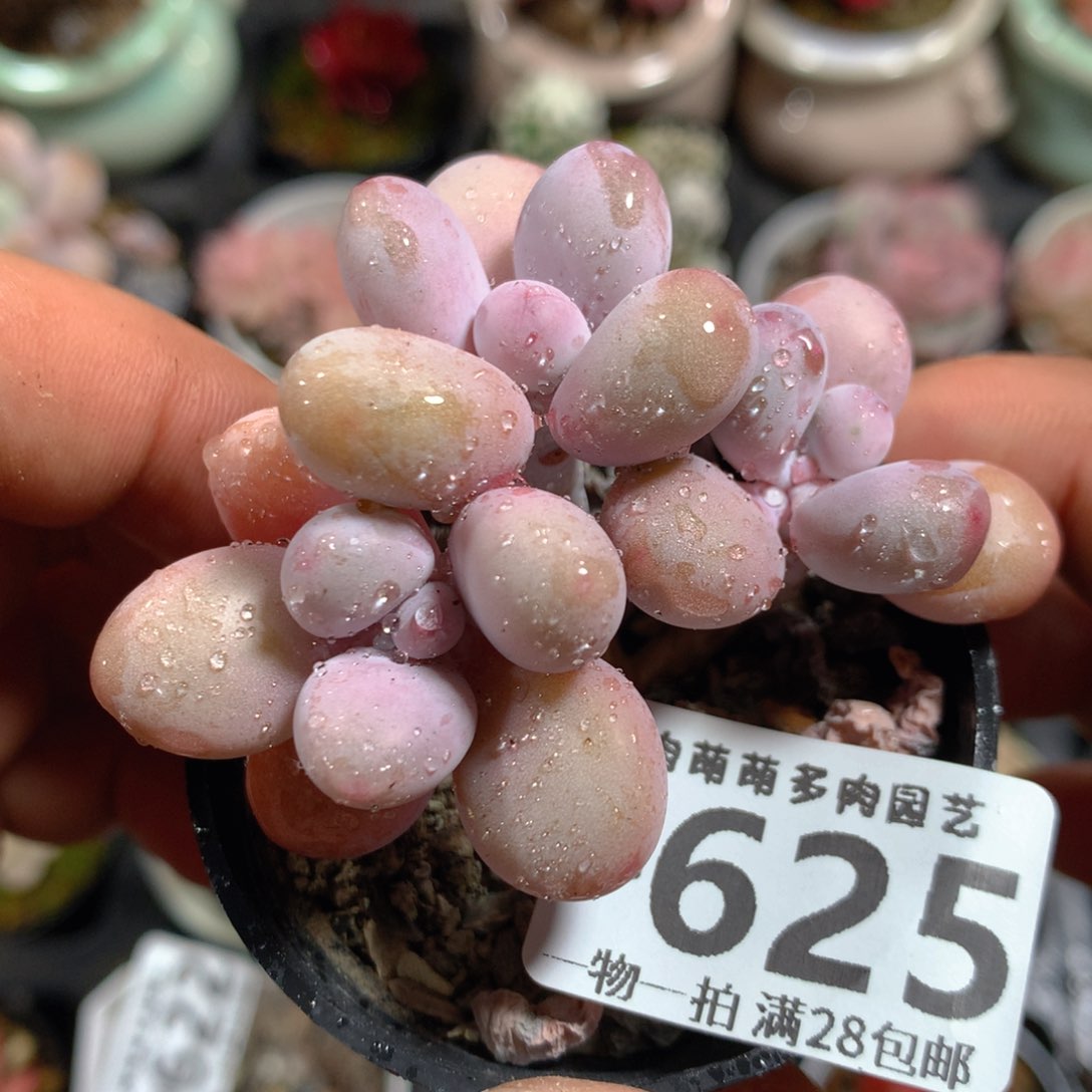 5CM拇指盆精控多肉ZB625