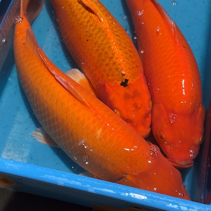 海水鱼赤目芒果介子