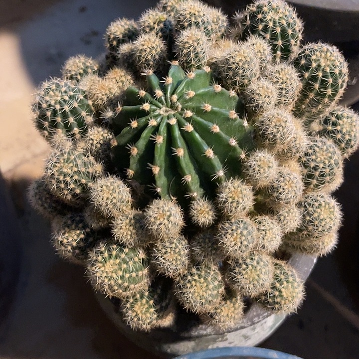 无花朵仙人球一物一拍