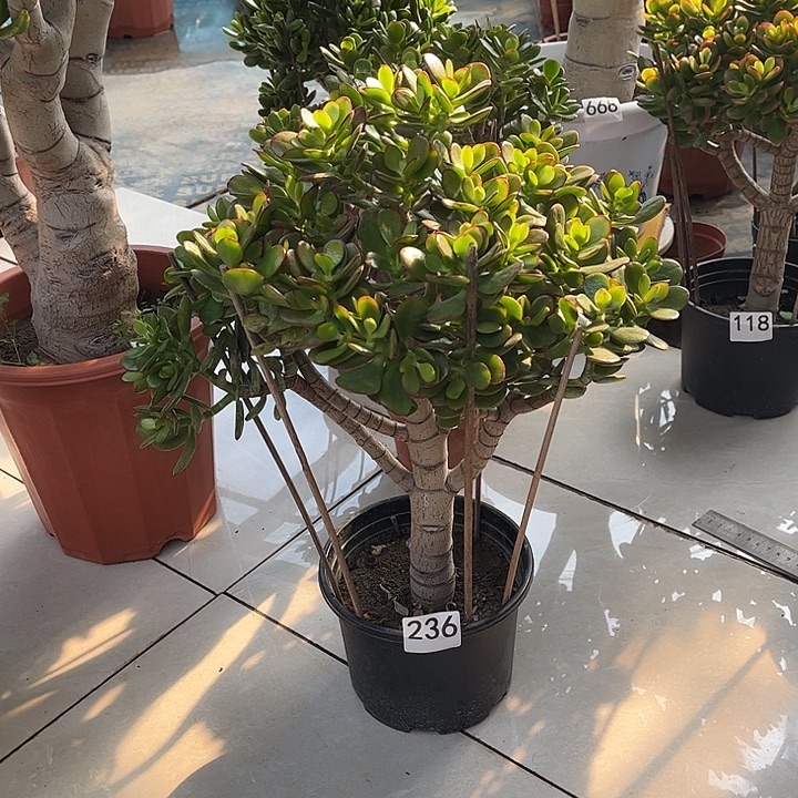 姬红花月独杆老桩